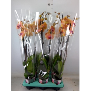 Phalaenopsis multi.   ...