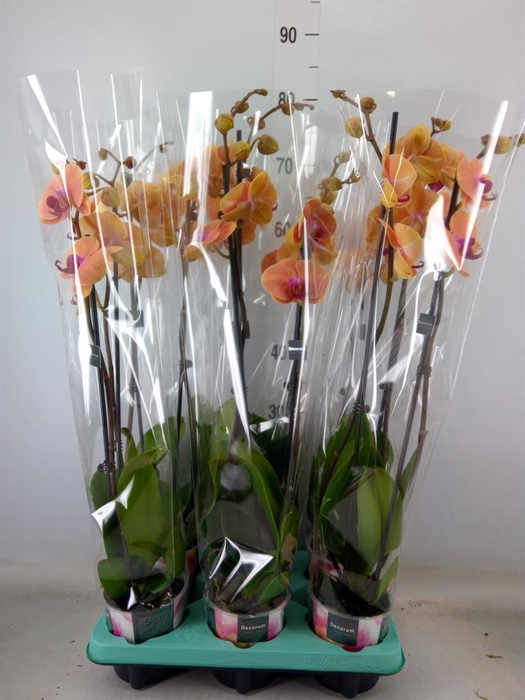 <h4>Phalaenopsis multi. ...</h4>