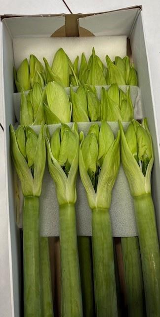 <h4>HIPP GA CASABLANCA</h4>