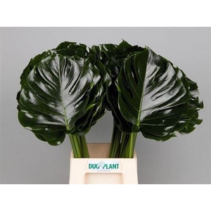 Monstera Blad 27cm Oe