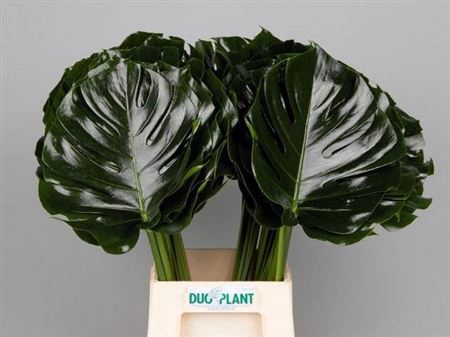 <h4>Monstera Blad 27cm Oe</h4>