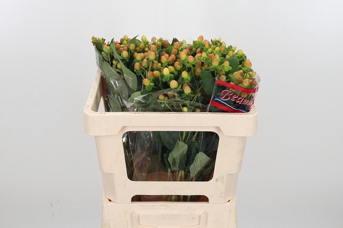 <h4>Hyp Globo Coral</h4>