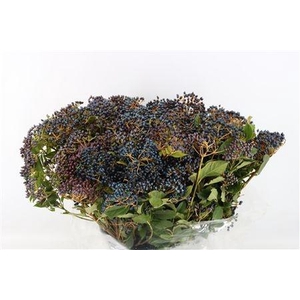 VIBURNUM MET BES BOS