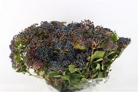 <h4>VIBURNUM MET BES BOS</h4>