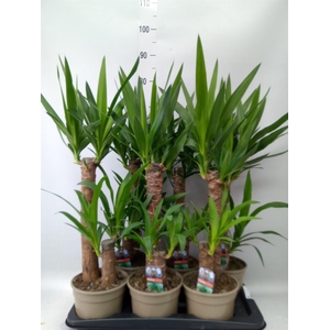 Yucca   ...