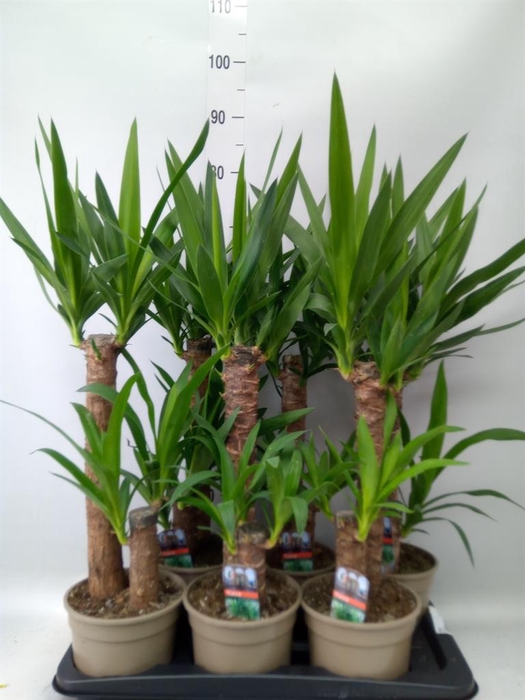 <h4>Yucca   ...</h4>