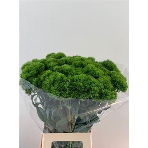 Di Barb Kiwi Mellow 70cm