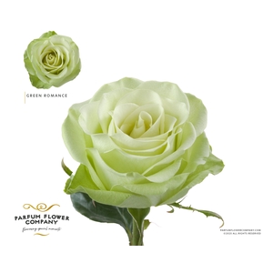 Rosa Premium Green Romance
