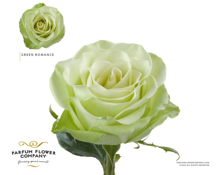 <h4>Rosa Premium Green Romance</h4>