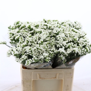 Statice Silvery Sun Birds