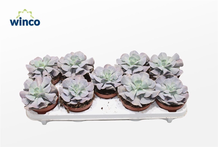 <h4>Echeveria Cubic Frost</h4>