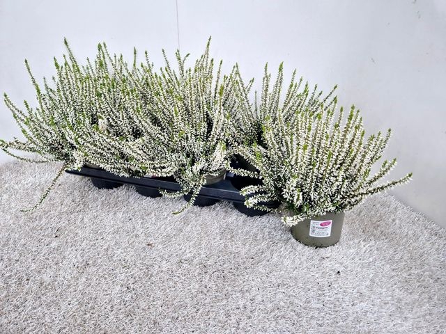 <h4>Callu Ga G Ov</h4>