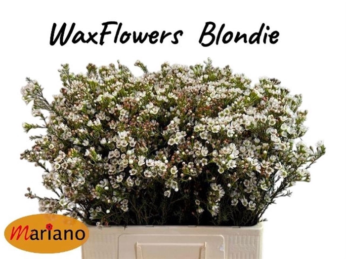 <h4>CHAME BLONDIE</h4>