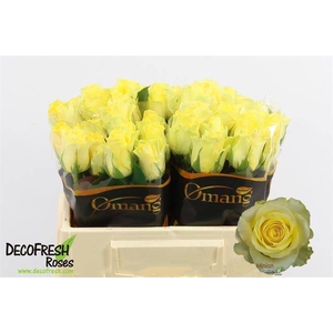 R GR MINION ROSE
