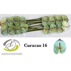 Anthurium Anth A Ov Klb H