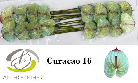 <h4>Anthurium Anth A Ov Klb H</h4>