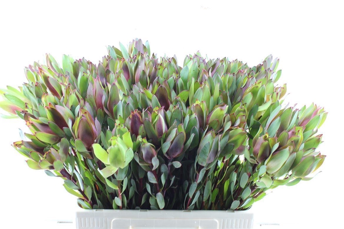 <h4>Leucad Senorita</h4>