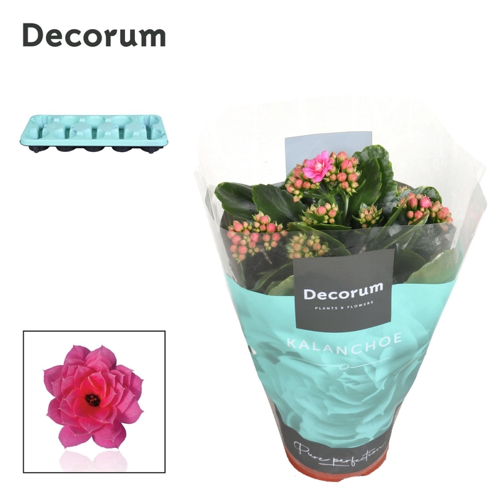 <h4>Kalanchoe Decorum - Pink</h4>