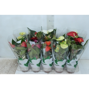 ANTHURIUM VARIADO P12