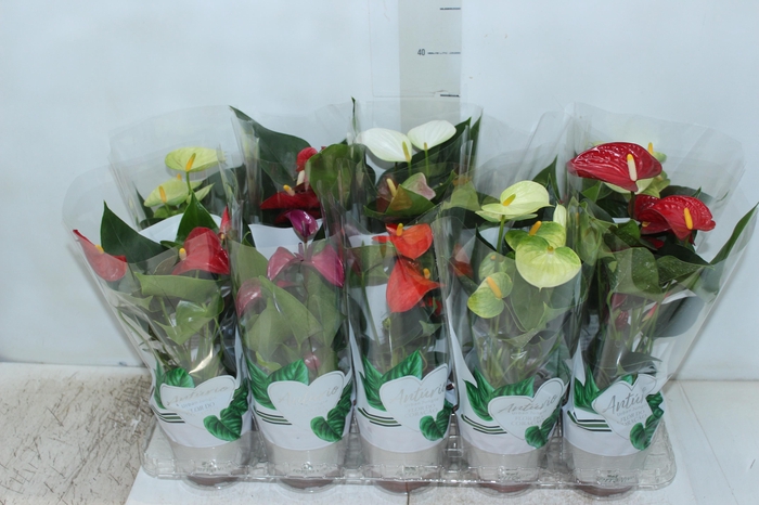 <h4>ANTHURIUM VARIADO P12</h4>