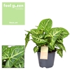 Syngonium Arrow Feel Green (Decorum)