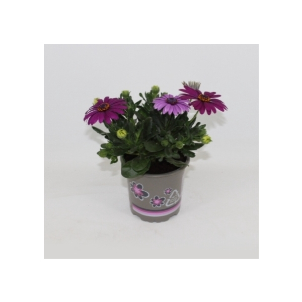 <h4>Osteospermum Margarita Cool Purple</h4>