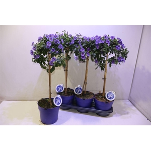 arr8 Solanum Ra Blue Foun