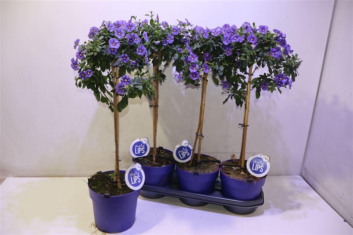 <h4>Solanum Ra Blue Foun</h4>