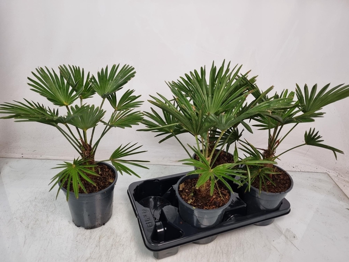 <h4>TRACHYC WAGNERIAN</h4>