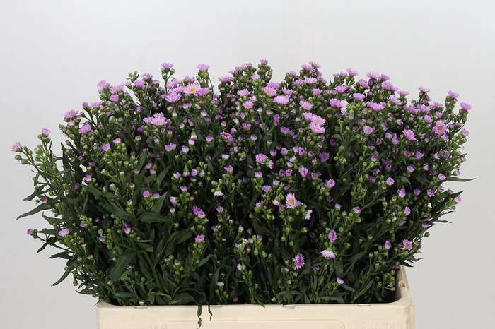 <h4>Aster Painted Lady</h4>