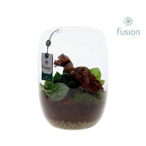 Green Bottle Isabella XLarge met Scindapsus