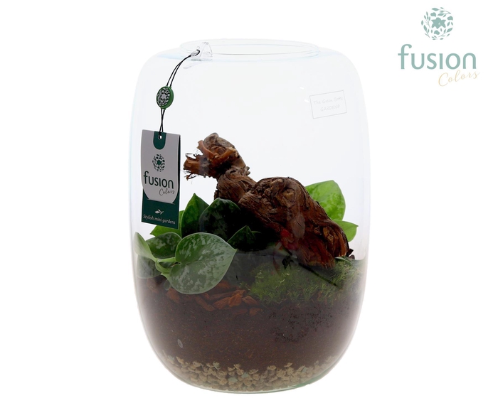 <h4>Green Bottle Isabella XLarge met Scindapsus</h4>