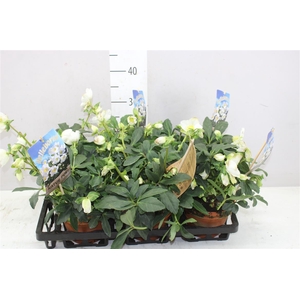 Helleborus Ni Hgc Wintergold 30+ In Stenen Pot