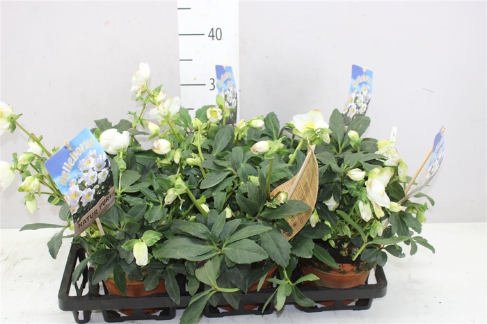 <h4>Helleborus Ni Hgc Wintergold 30+ In Stenen Pot</h4>