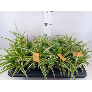 Chlorophytum com. 'Ocean'