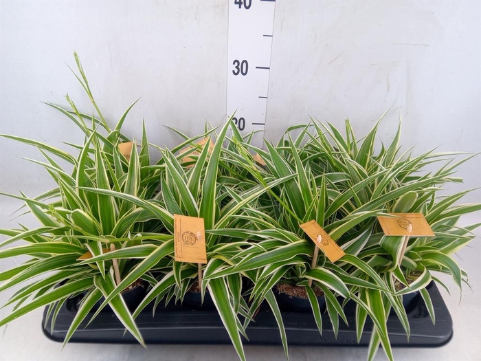 <h4>Chlorophytum com. 'Ocean'</h4>