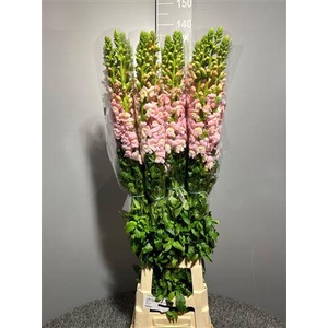 Antir Antibes L Pink