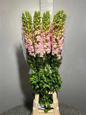 <h4>Antir Antibes L Pink</h4>