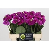 Dahlia Purple Fox
