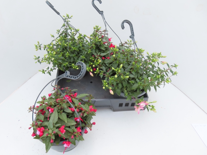 <h4>FUCHSIA GEM</h4>