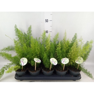 Asparagus dens. 'Meyers'