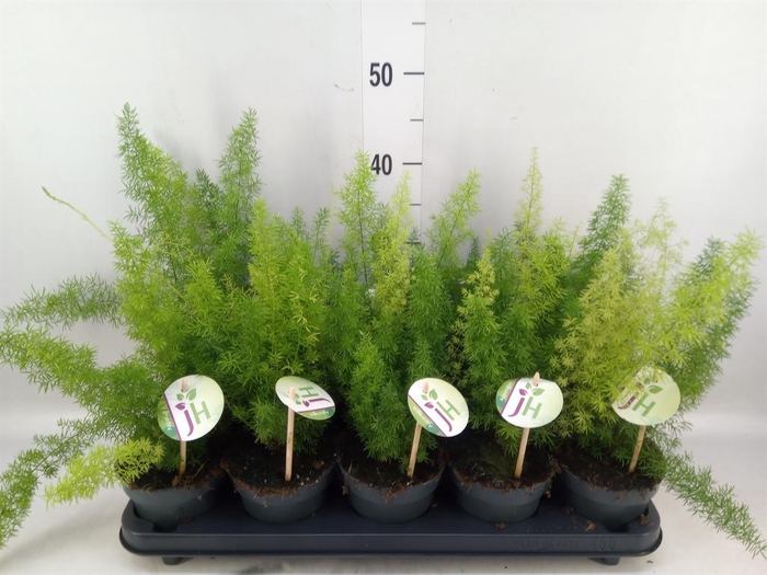 <h4>Asparagus dens. 'Meyers'</h4>