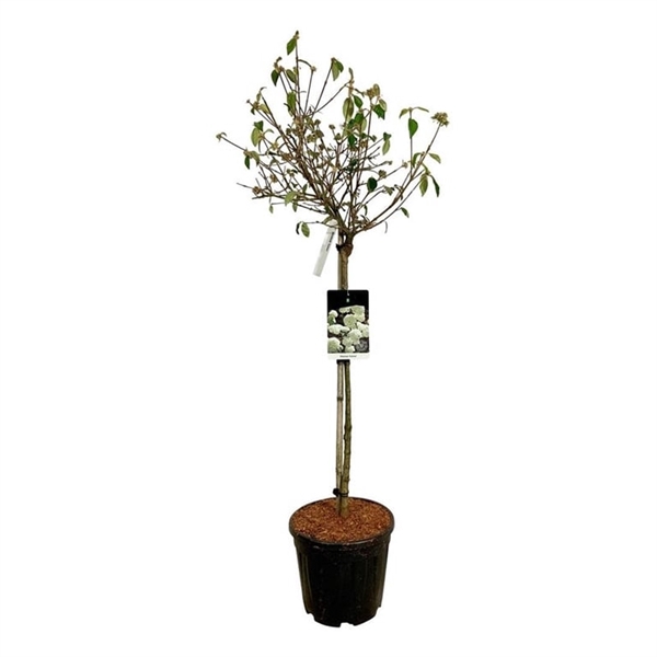 <h4>Viburnum 'Eskimo'</h4>