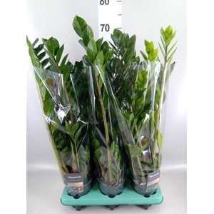 Zamioculcas zamiifolia 'Lima'