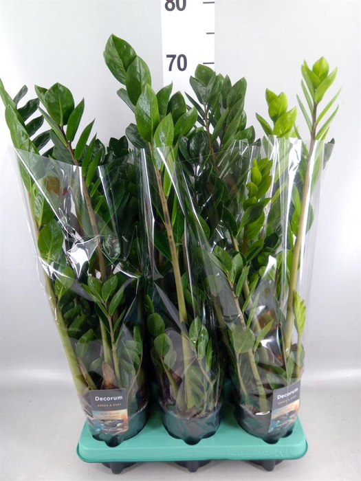 <h4>Zamioculcas zamiifolia 'Lima'</h4>