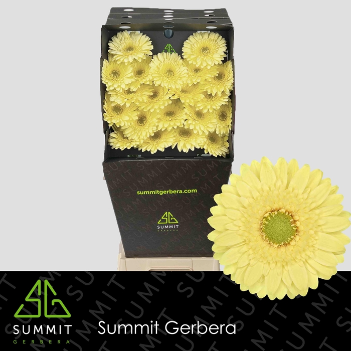 <h4>Germini Lemon Lime Diamond</h4>