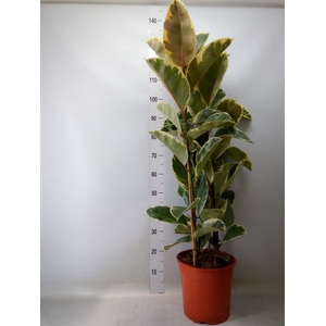 Ficus elastica 'Tineke'