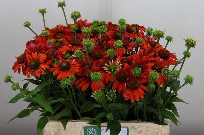 <h4>Echi Purpurea Red/orange</h4>