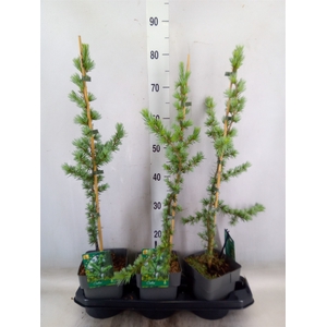 Cedrus libani 'Glauca'