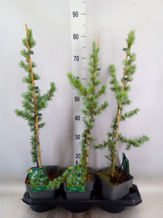 <h4>Cedrus libani 'Glauca'</h4>